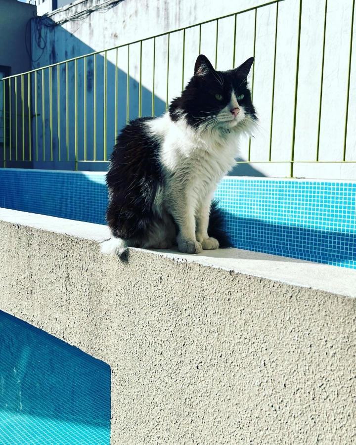 A black-and-white cat on the pool edge